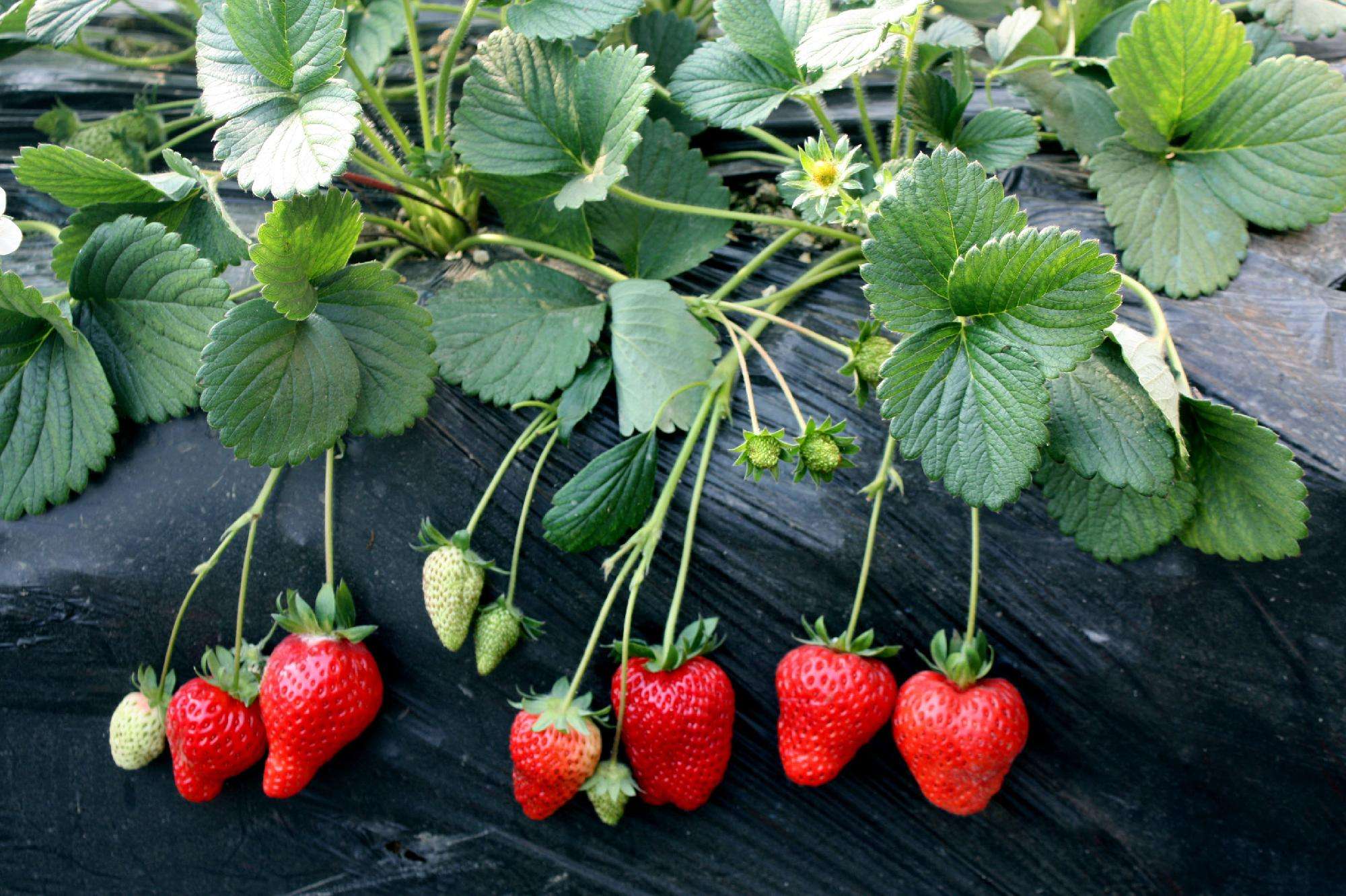 北方露地草莓高效栽培技